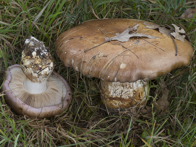 Cortinarius balteatocumatilis